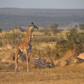  The Serengeti, TZ